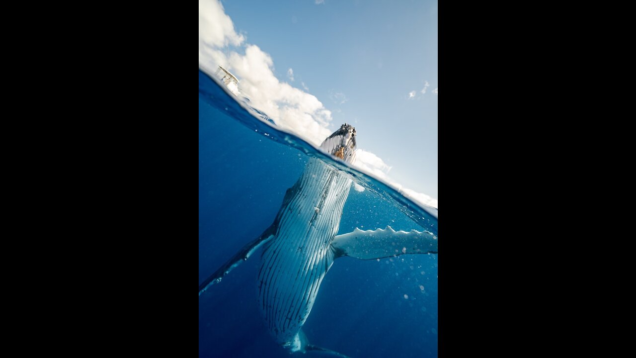 blue whale one of the biggest animals on the planet.