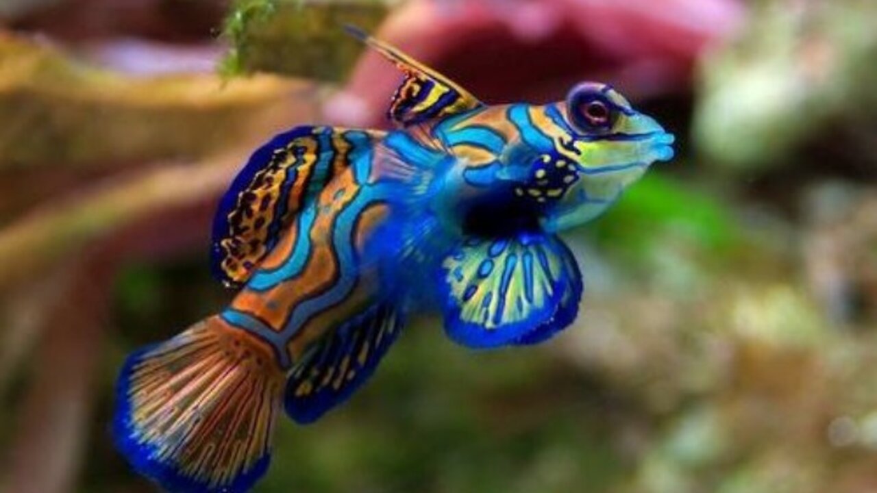 Cute fish