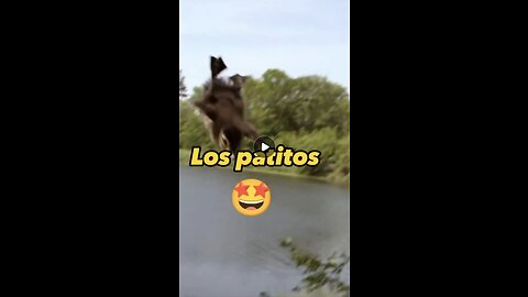 patitos joyuyo