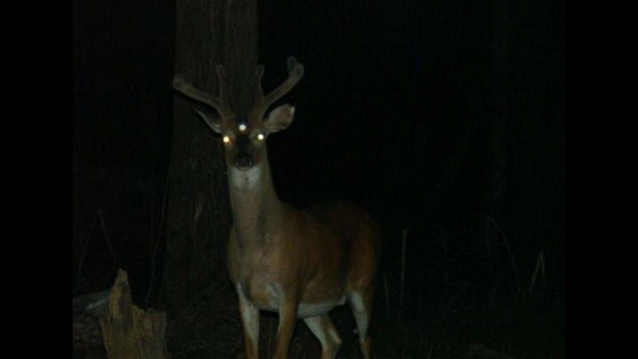 Glowing Eyed Cryptid in Uvas Lake California