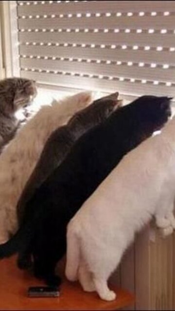 cats,cats Curiosity،cats funny،funny، Neighbor fight,، Neighbor,barbers,funny videos,funny,animals2024,funny 2024