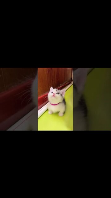 наши милые котики (1)