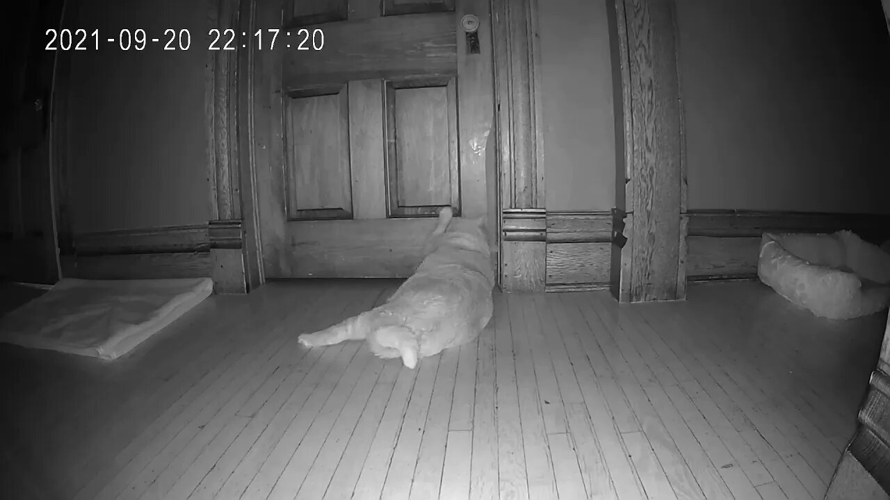 Cat Wants Into Bedroom at Night