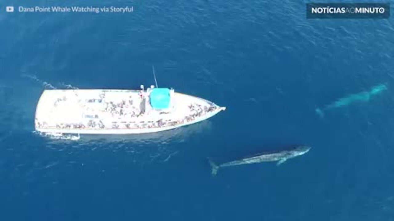 Turistas recebem visita de 2 baleias gigantes na Califórnia