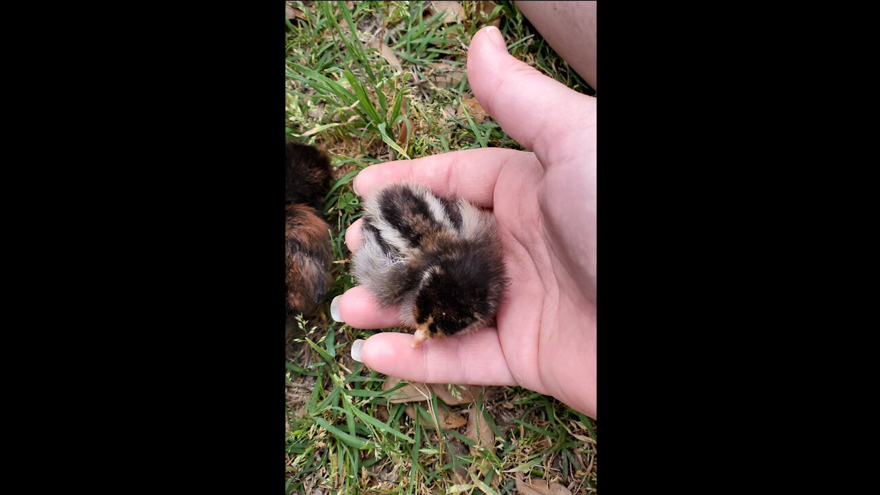 Baby Chicks Follow Me Like I'm Their Mama