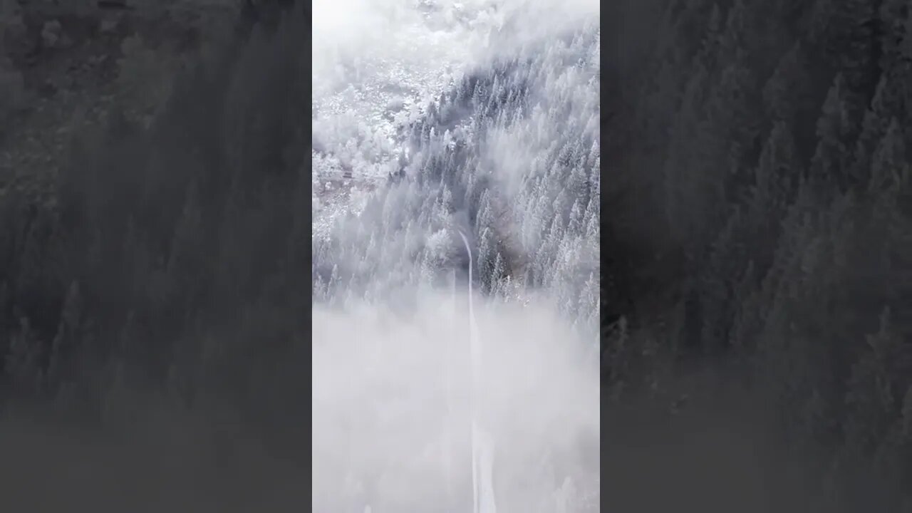 Mystical alpine forests 😶🌫️