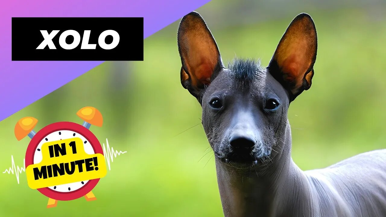 Xoloitzcuintle - In 1 Minute! 🐶 One Of The Rarest Dog Breeds In The World | 1 Minute Animals