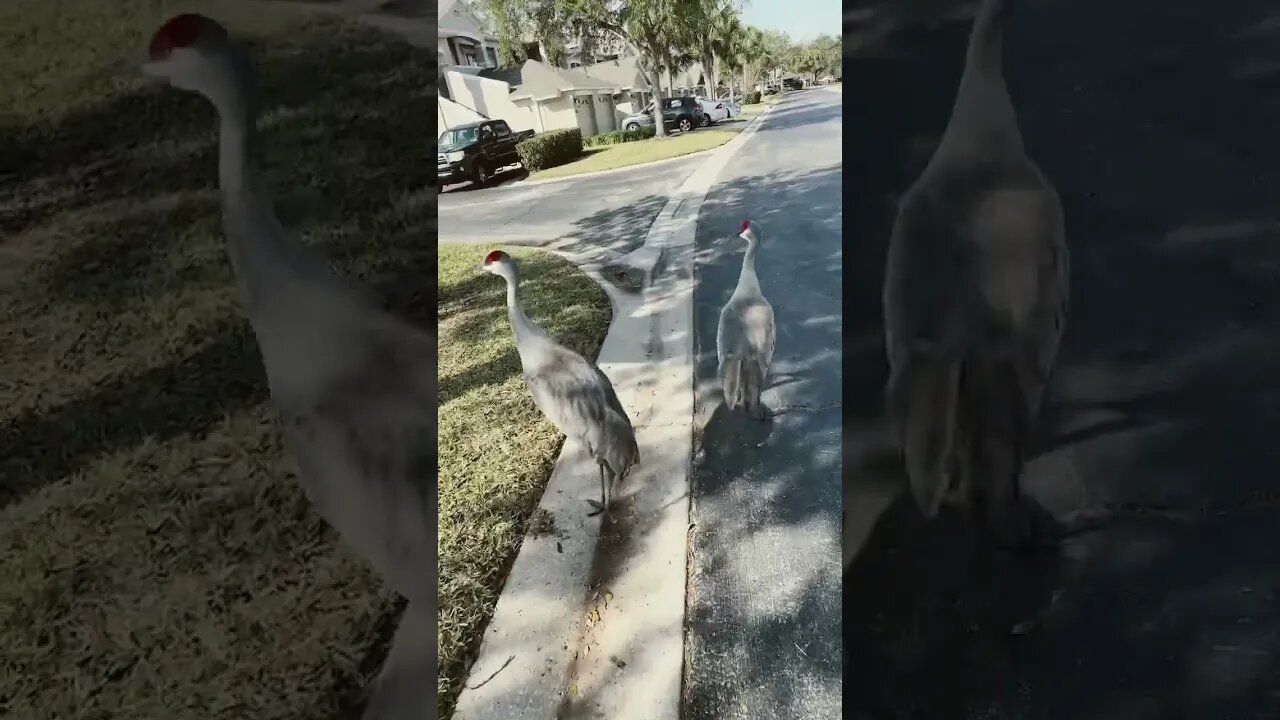 Sandhill cranes in Lake NONA, Orlando, Florida