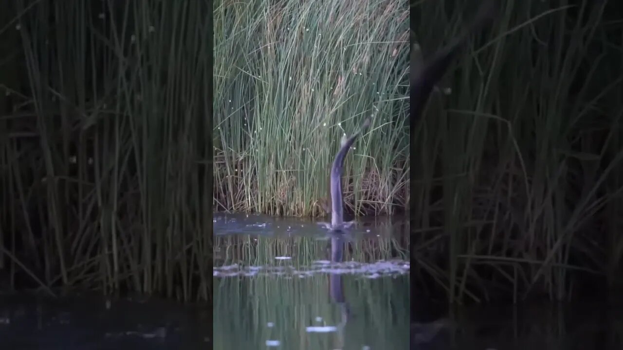 Unbelievable: Fish Jumped for Food But What Happened Next?