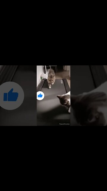 I ❤️ CATS ON TREADMILLS #CATSOFYOUTUBE