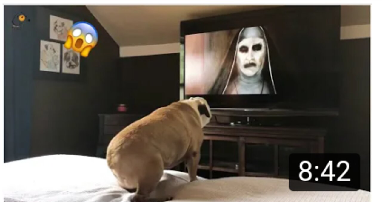 AWW SO FUNNY😂😂 Super Dogs And Cats Reaction Videos (Honest Audio) #12