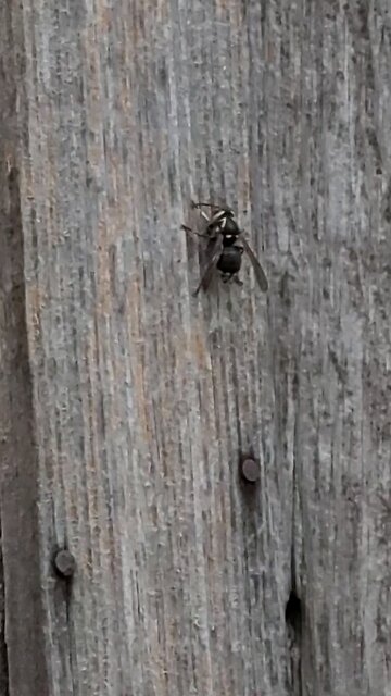 Wood Bee