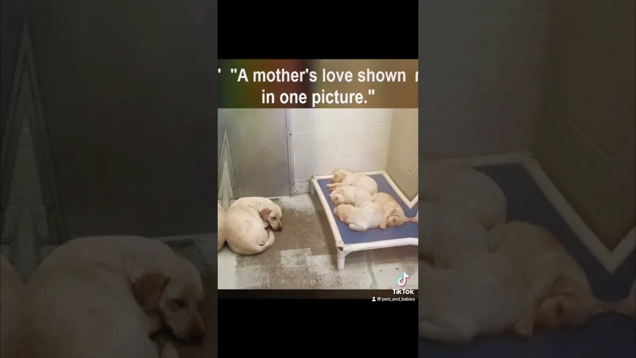 Motherly Love! Please Like and Subscribe!