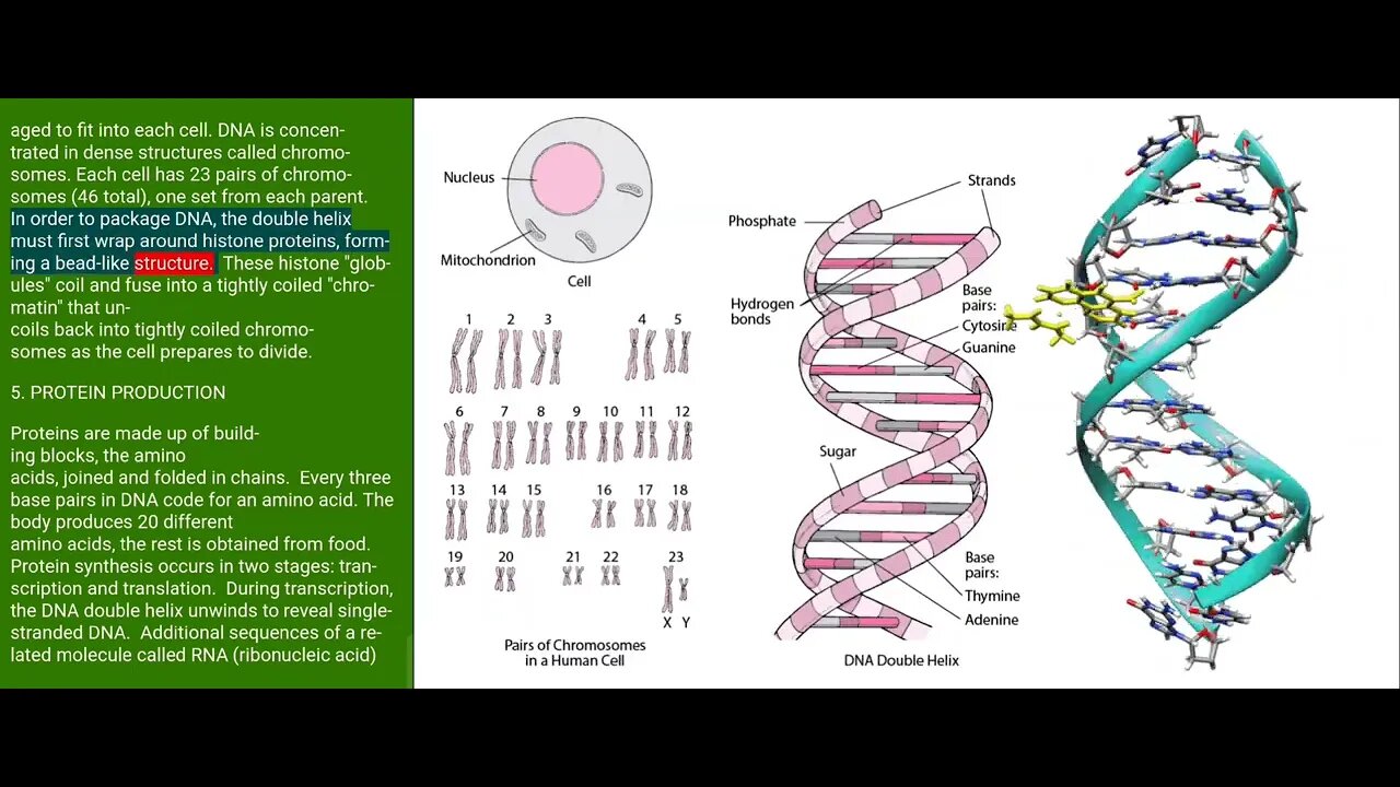 Introduction to some interesting facts of DNA and Chromosomes and their influences on evolution