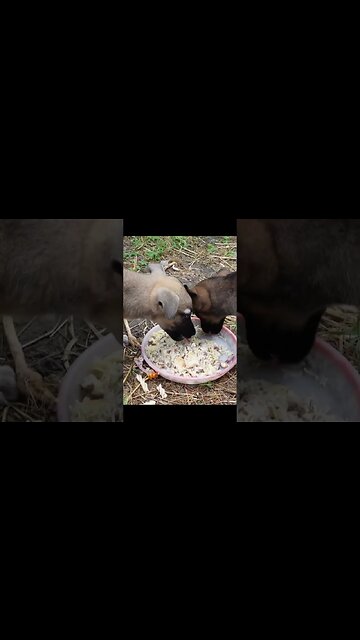 Два Маленькие обжорки