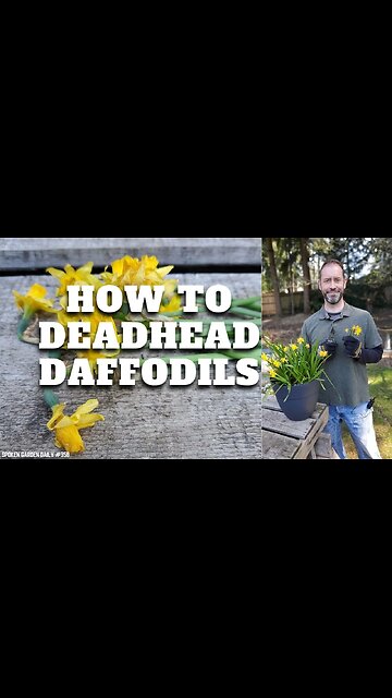 ✂ How to Deadhead Daffodils #shorts | Deadheading Daffodils - SGD 358 ✂