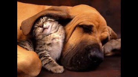 The cat + dogs play and have fun like a human. See something very, very cool