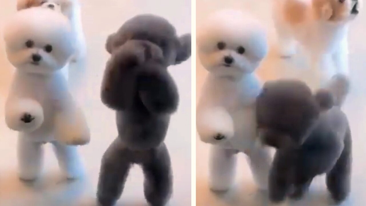cute dog puppies disco dance