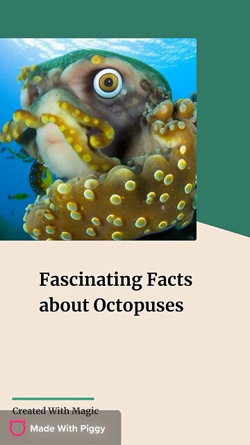 Did you know? Octopuses have three hearts…