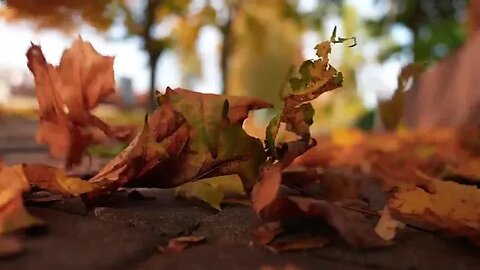 cold wind in fall ( short version )