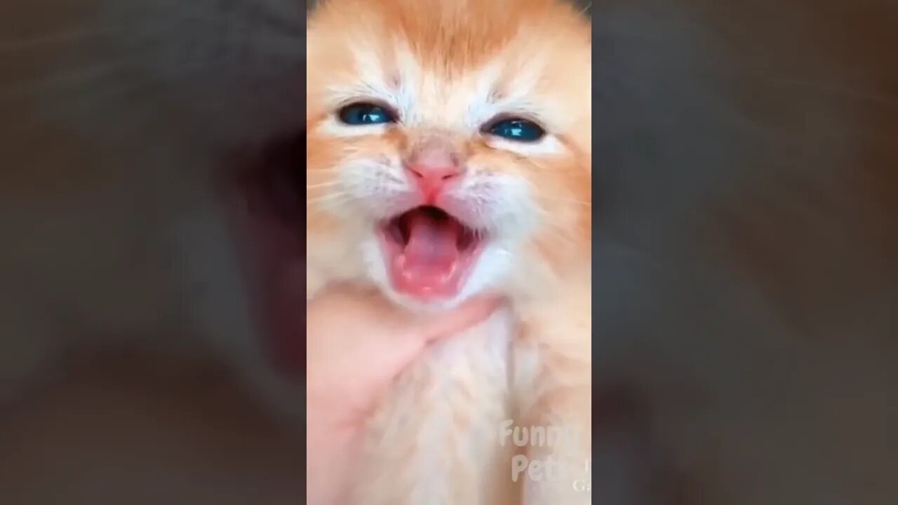 Funny Dogs want more Cuddle and Kiss from their Owners Cute Dog Videos Compilation