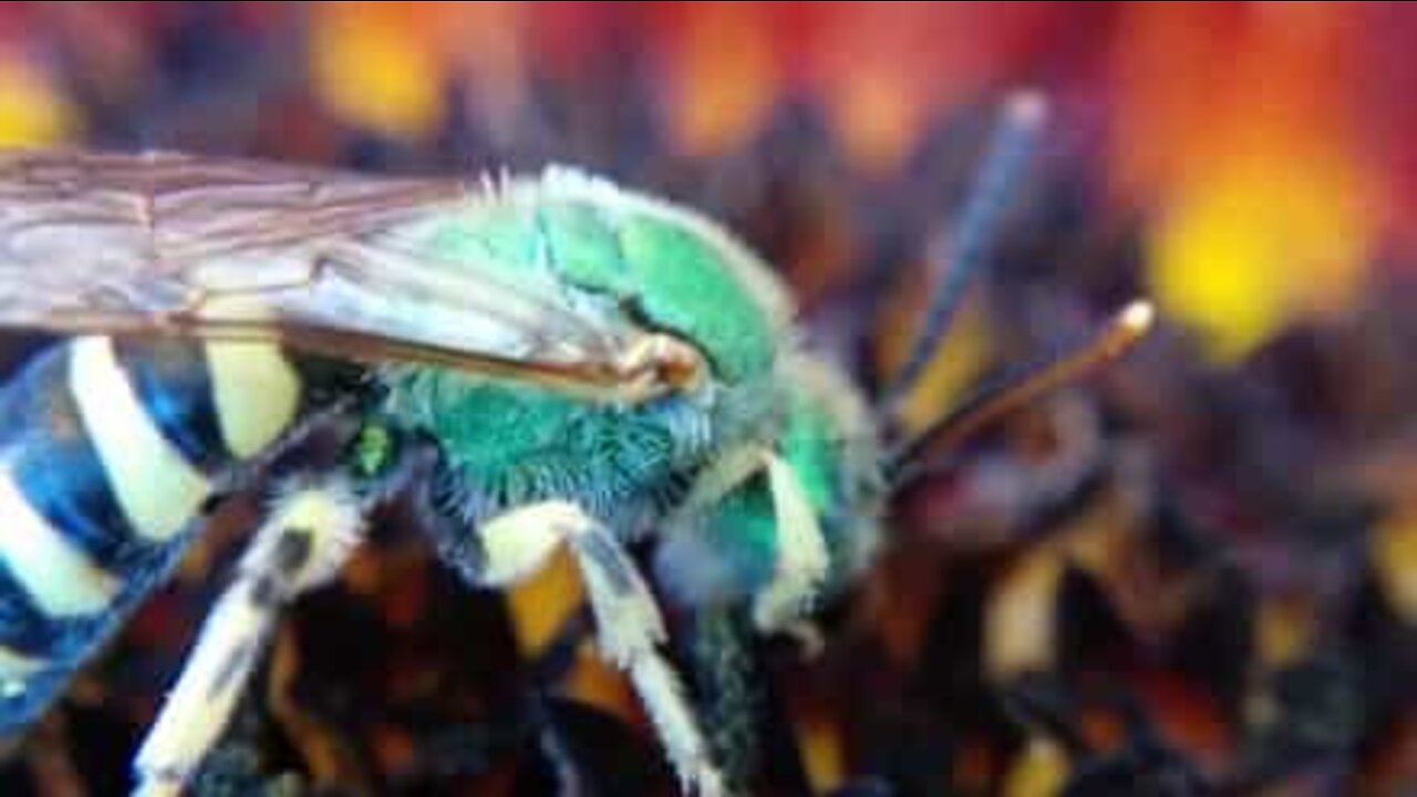 Vespa verde captada em macro filmagem