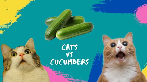 CATS against CUCUMBERS