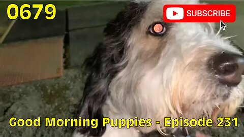 [0679] GOOD MORNING PUPPIES - EPISODE 231 [#dogs #doggos #doggies #puppies #dogdaycare]