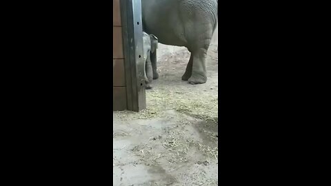 Funny Elephants