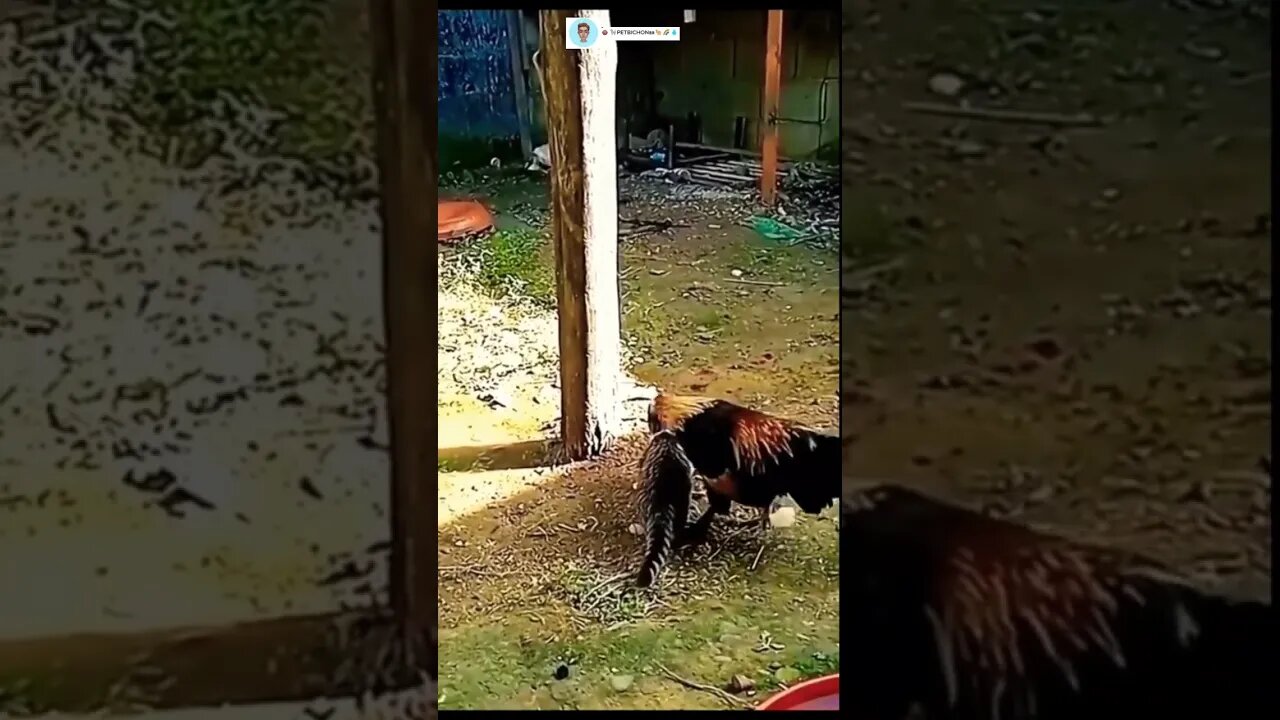 Gato habilidoso na caça se dá mau kkkkkkkkkkkkk