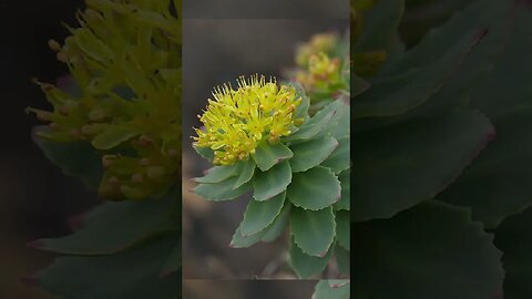 Magic plant to protect against Radiation | रेडिएशन से सुरक्षित रखने वाला जादुई पौधा | Kheti Power