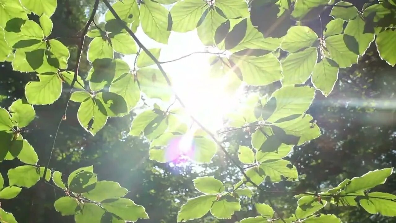 10 Essential Ways Trees Help Our Planet. Environment