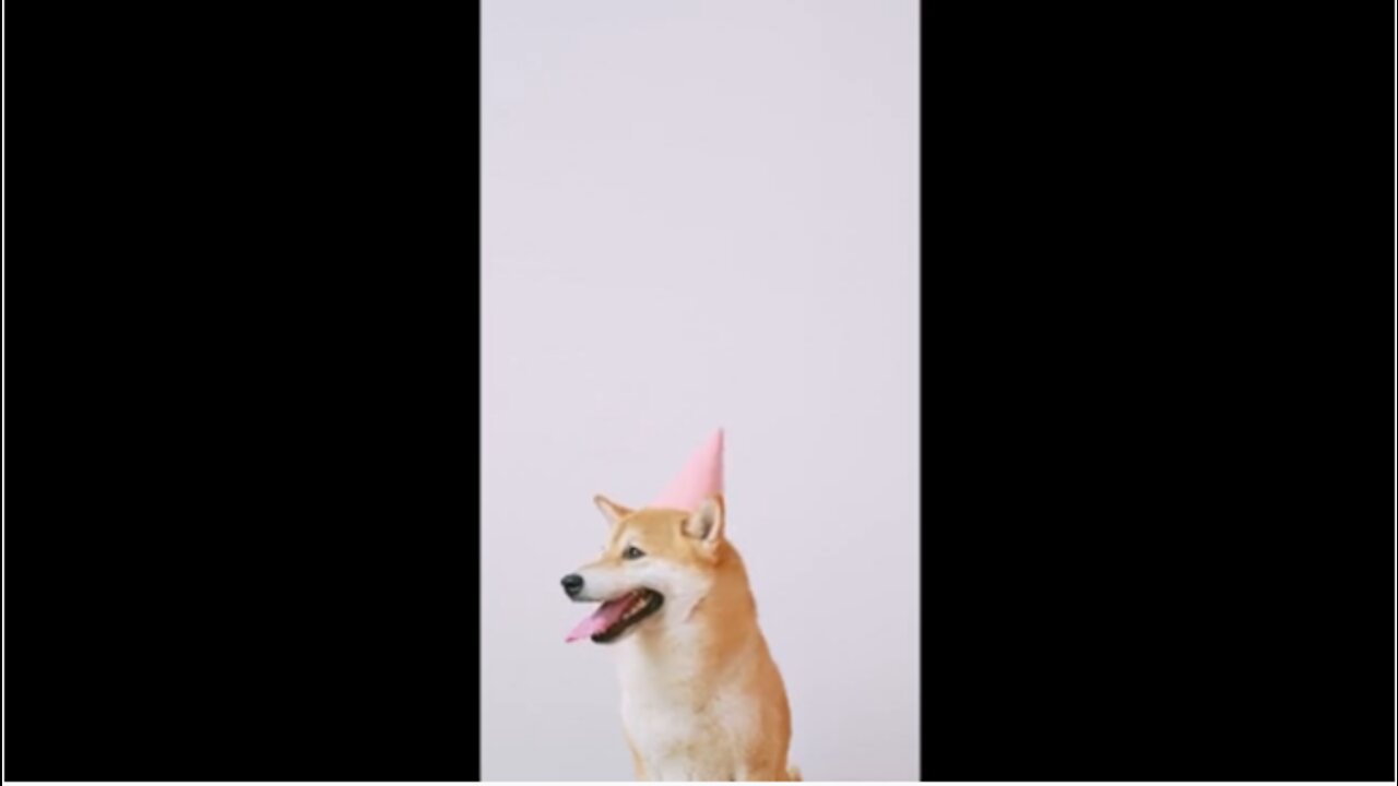 Pets SOO Cute | Cute Dogs Videos | Cutest moment of the Dogs | Cute Pets