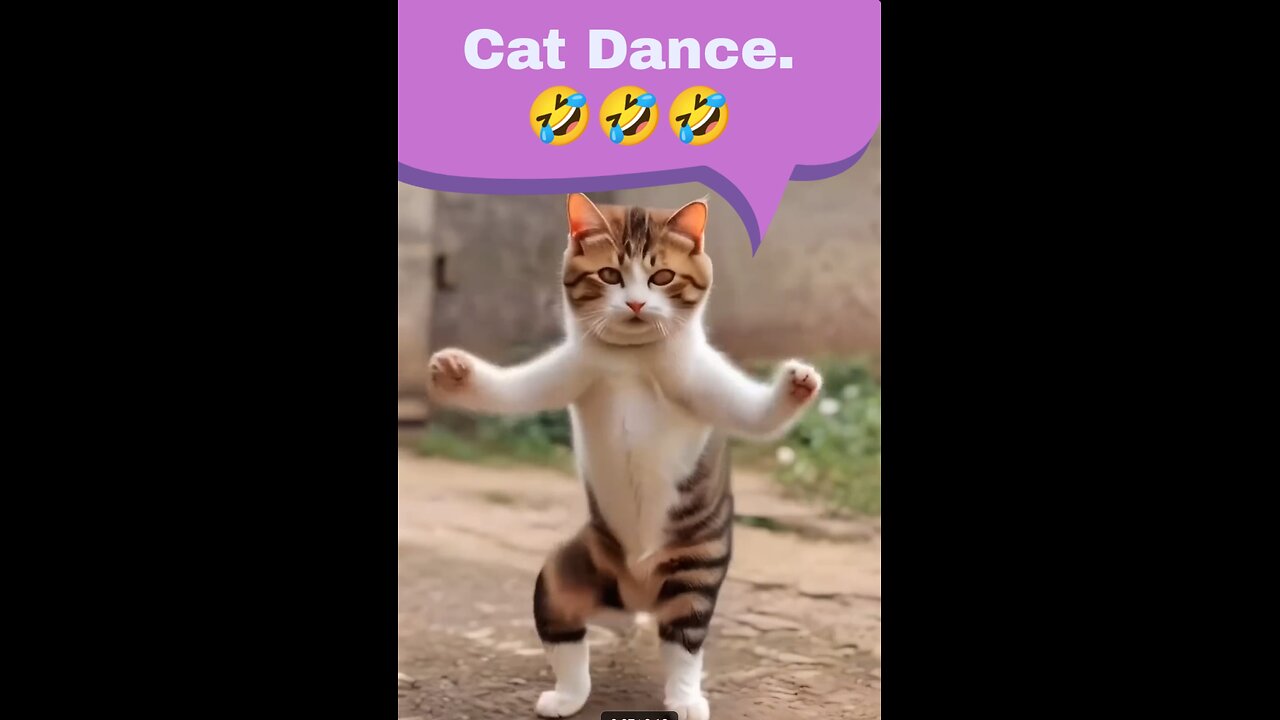 Funny Cat Dance.🤣🤣🤣