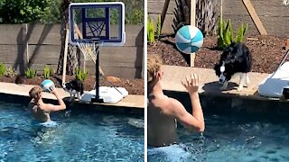 Energetic Aussie Loves To Play Ball With His Owner