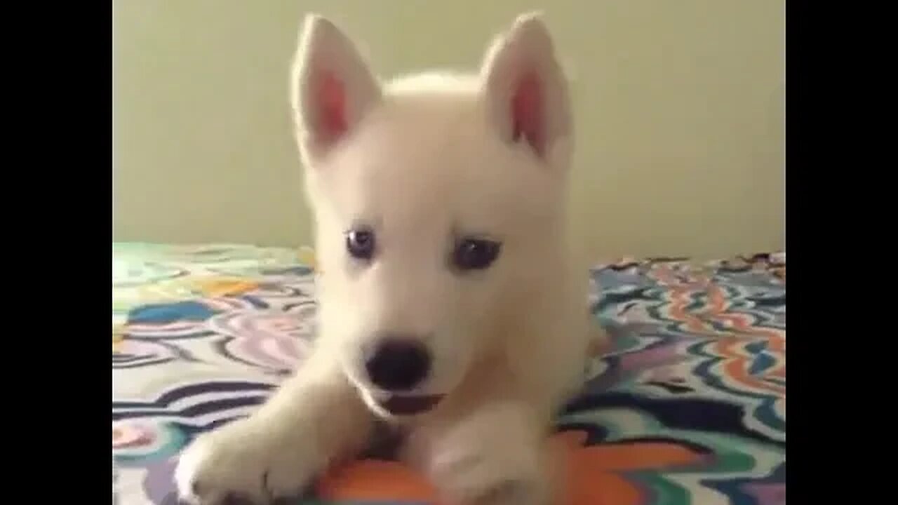 Cute Funny Dog -3