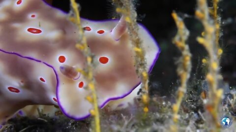 Tulamben underwater macro