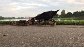 Ducks at the lake