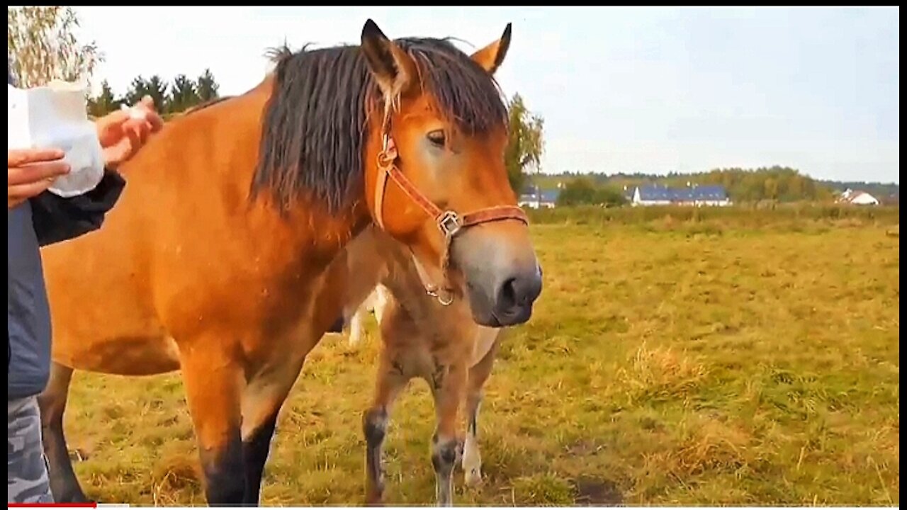 Learn how to train your horse in fun way |You can enjoy watching this horse riding