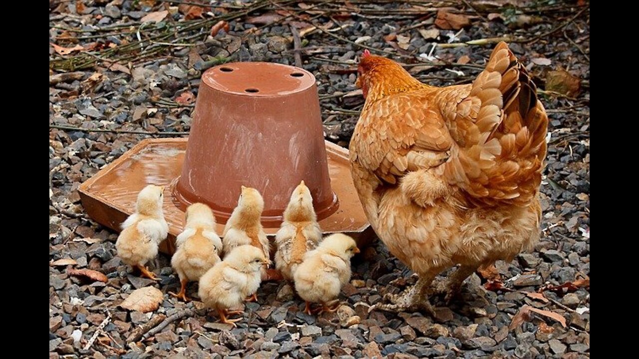 EMP Proof Chickens!