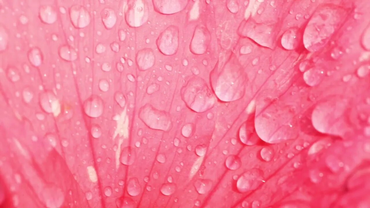 #roseflower