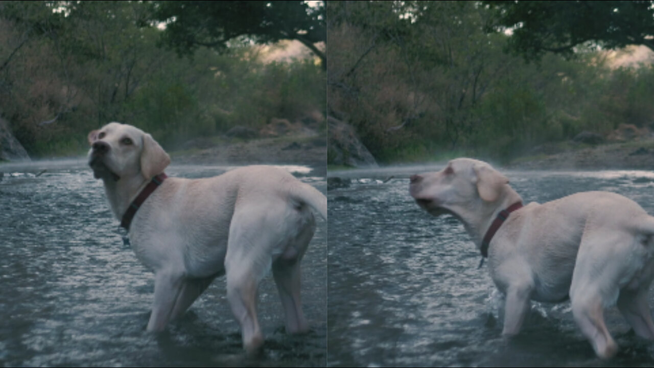 Dog catches a ball in a river