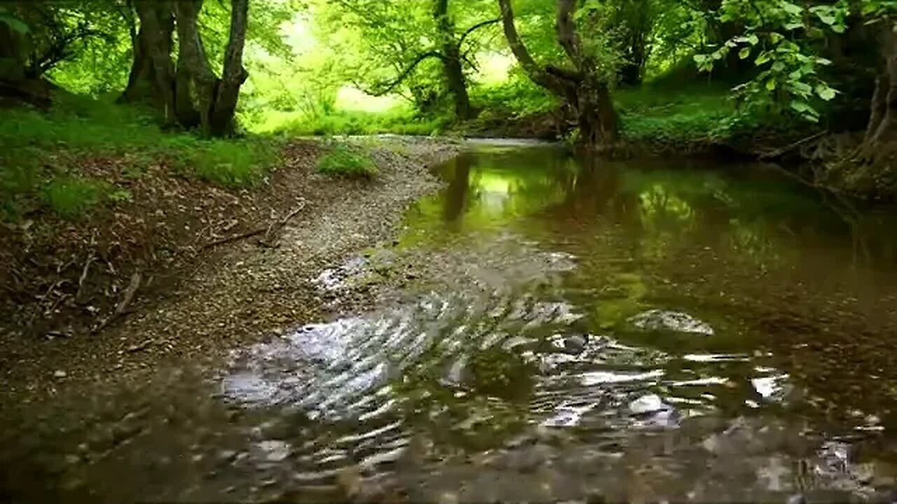 Relaxing River Sounds Original REAL SOUNDS - Peaceful Forest River 3 Hours Long Nature Video