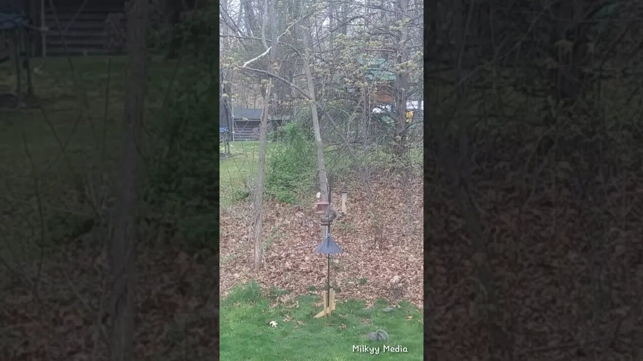 Squirrel avoids Baffle | Clever trick! | to Rob the Birds | BirdFeeder