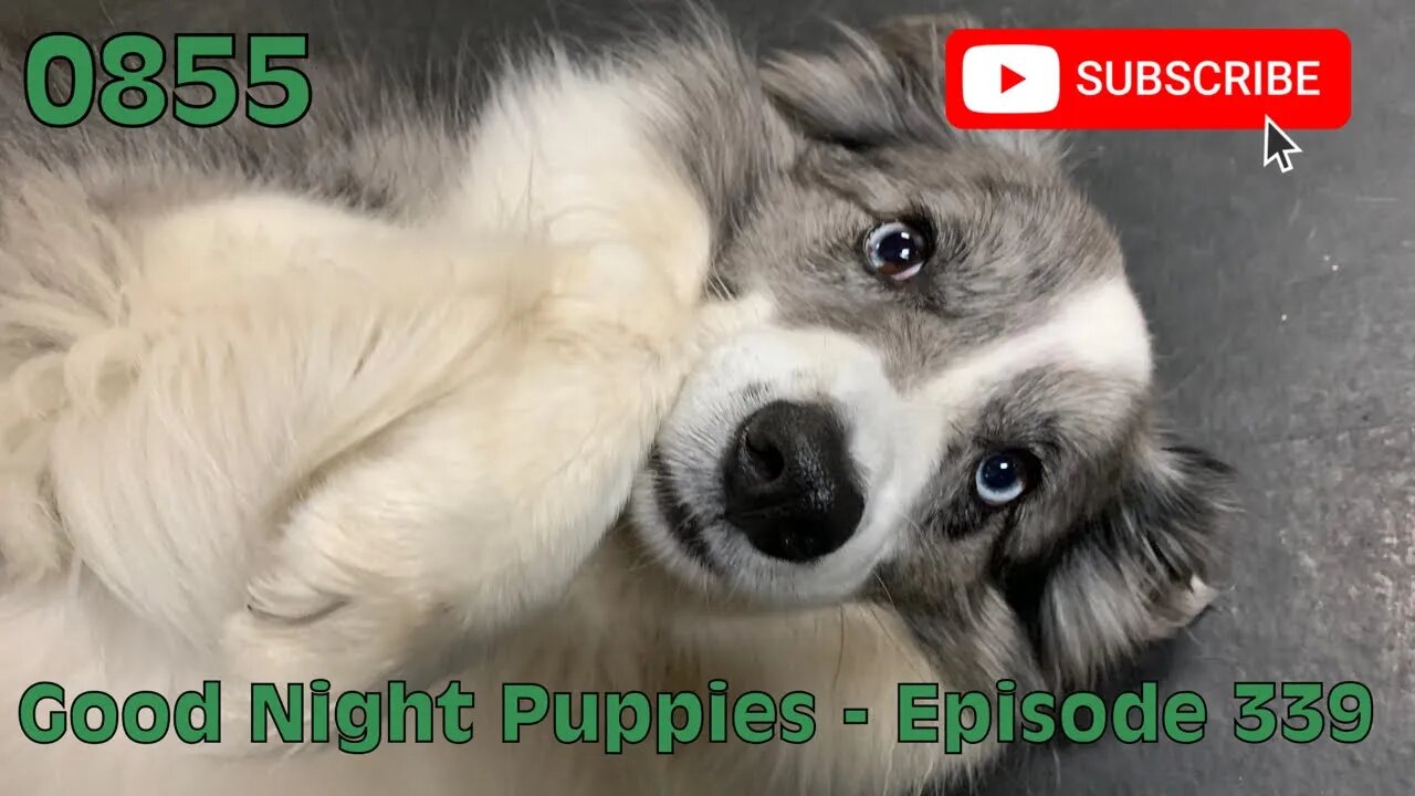 [0855] GOOD NIGHT PUPPIES - EPISODE 339 [#dogs #doggos #doggos #puppies #dogdaycare]