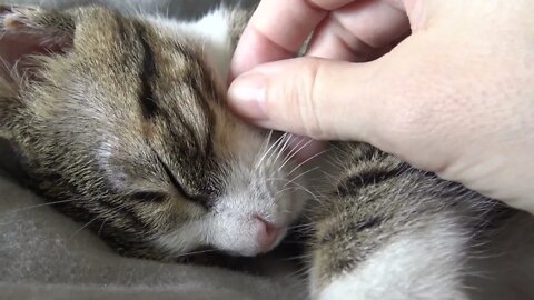 Cute Kitty Purrs and Shows His Paw Beans