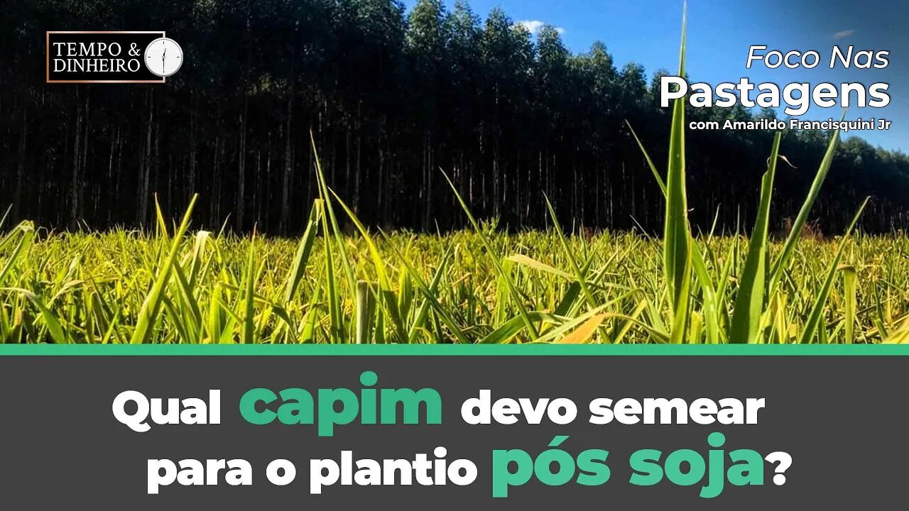 Qual capim devo utilizar para o plantio pós soja? Confira no Foco nas Pastagens.