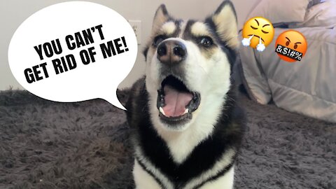 Putting HUSKY up for Adoption APRIL FOOLS PRANK !