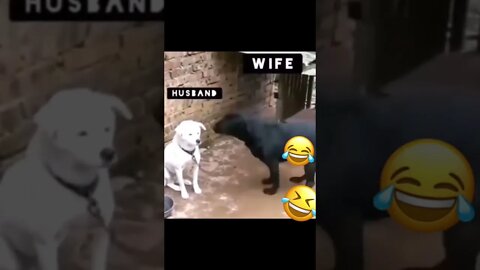 animals funny funny,animals funny moments,animals funny dog,animals bangla,