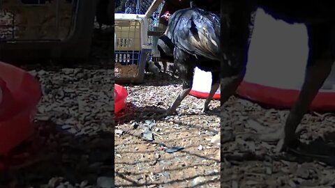 The secret lives of chickens. Rooster, hen and chicks